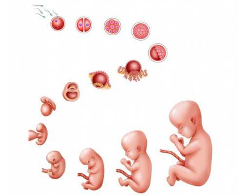 计划生育切除子宫_子宫切除会怀孕吗,卵巢早衰怎么治疗，卵巢早衰可以做供卵